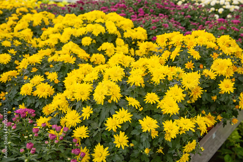 colorful chrysanthemums on the counter in baskets. growing flowers.