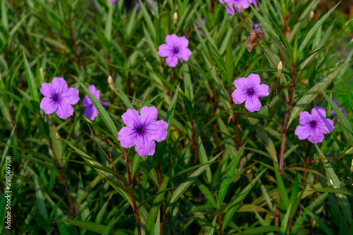Photos Wild Petunia or Ruellia brittoniana flowers in outdoor