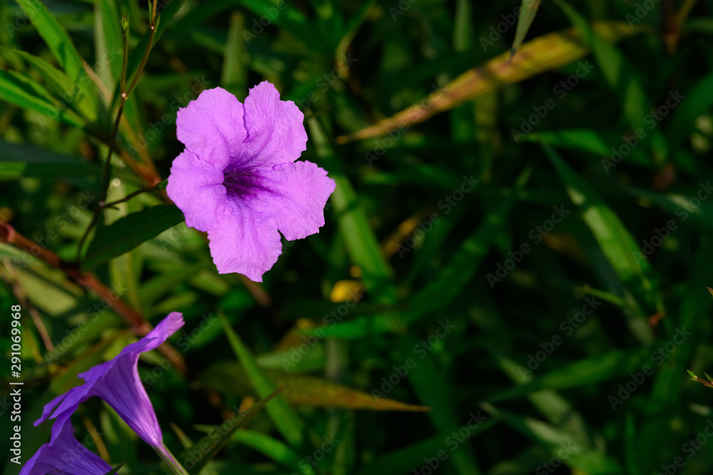 Obraz premium Wild Petunia or Ruellia brittoniana in outdoor