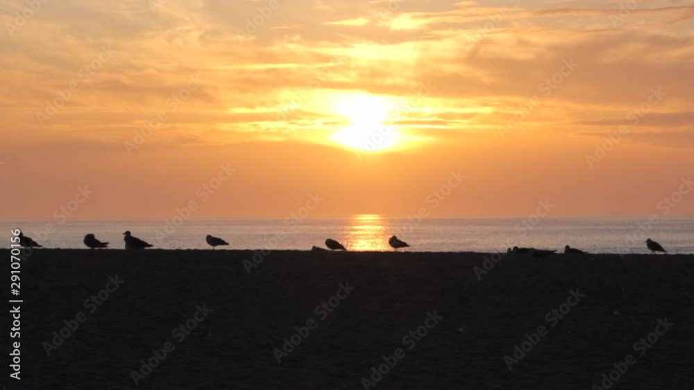 Seagulls on empty beach at sunset, silhouetted against the vivid orange sky. Slide right. Seagulls on empty beach at sunset, silhouetted against the vivid orange sky. Slide right.
