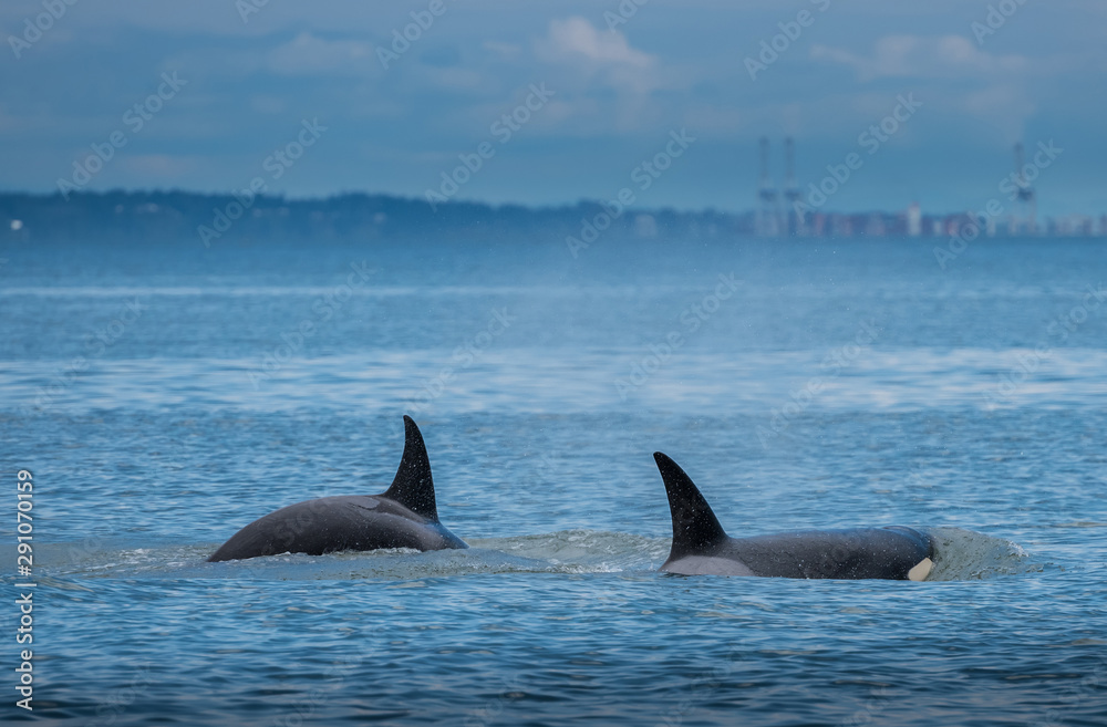Fototapeta premium Whales in Vancouver