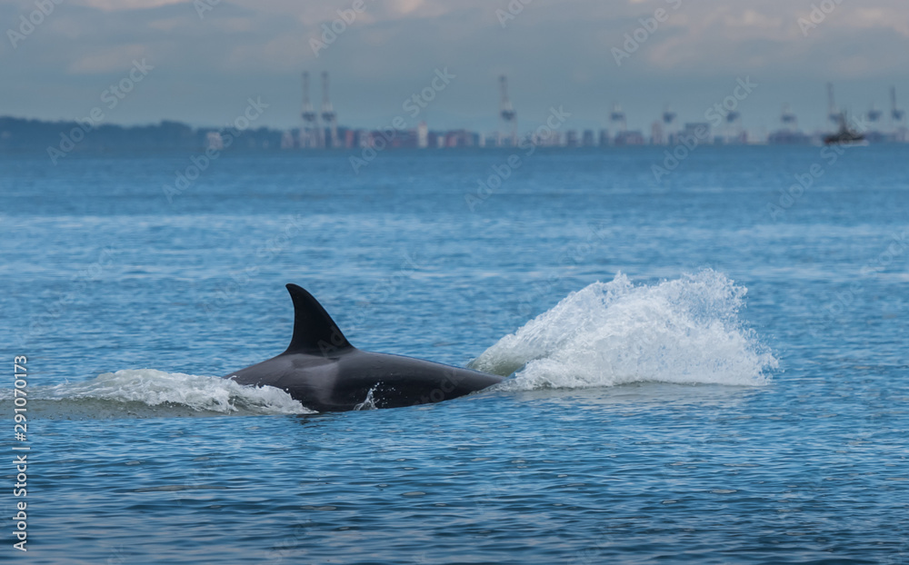 Fototapeta premium Whales in Vancouver