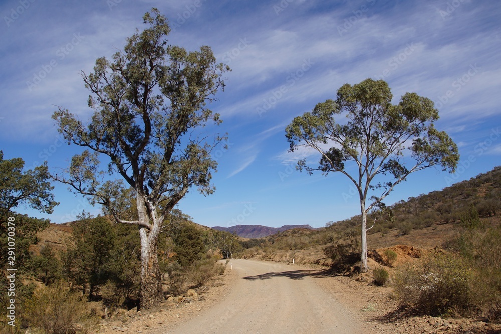 Obraz premium Classic Flinders Ranges Landscape with a Gum Tree on each Side of a Dirt Road