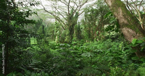 Rainforest on Oahu, Hawaii, USA. Nature landscape video of lush trees in tropical rainforest on Hawaii. RED cinema camerain SLOW MOTION. photo