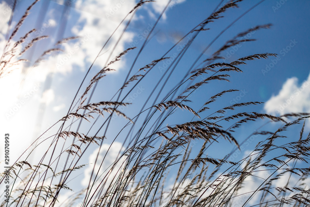 Tall Grass and Blue Sky Tall Grass and Blue Sky