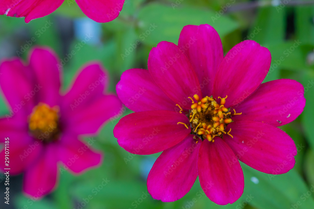 Closeup of bright pink zinnia flower in garden Closeup of bright pink zinnia flower in garden