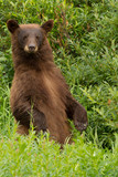 Rare Cinnamon Black Bear In North British Columbia, 