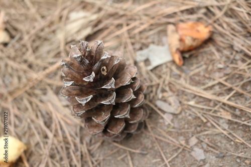Pine Cone Side