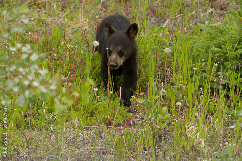Naklejka premium Black Bear Cub, Tetsa River ,BC