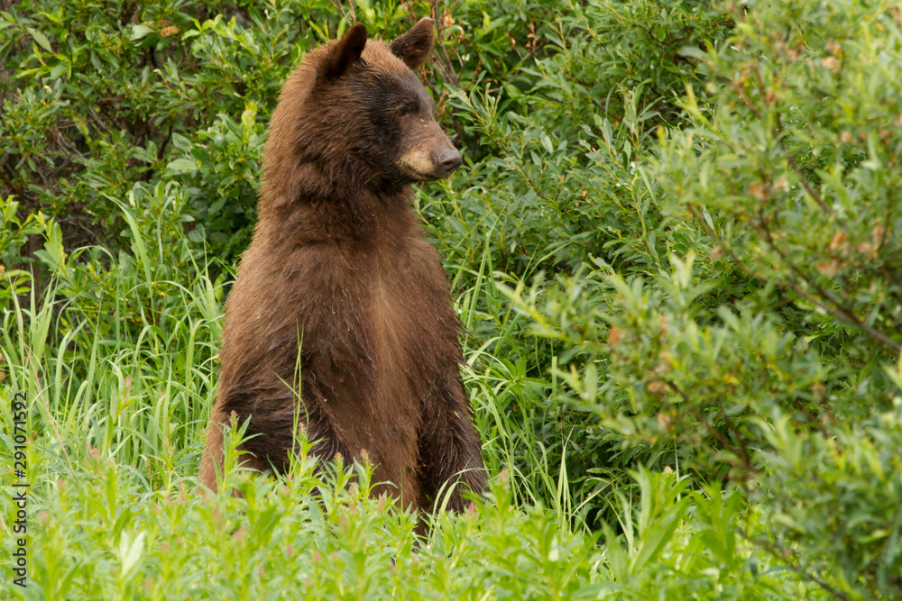 Rare Cinnamon Black Bear In North British Columbia, Rare Cinnamon Black Bear In North British Columbia,