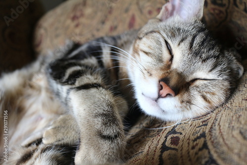 Fototapeta Naklejka Na Ścianę i Meble -  Sleeping Kitty