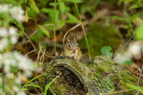 astern chipmunk (Tamias striatus) on old tree branch in the forest © Denny