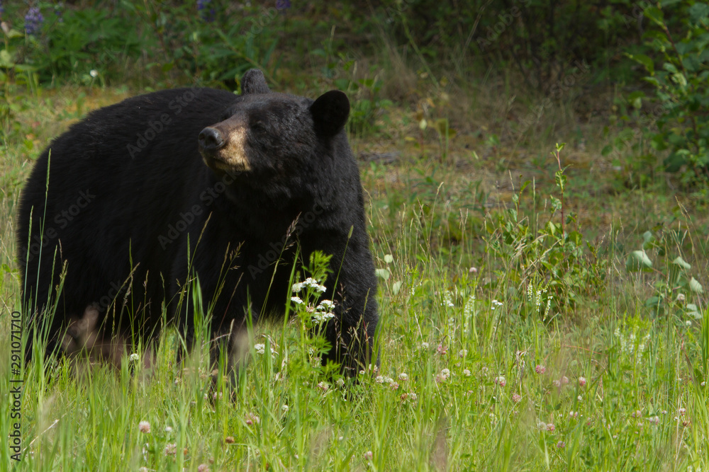 Black Bear