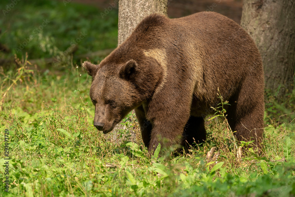 The Grizzly Bear (Ursus arctos) is north American brown bear. Grizzly walking in natural habitat,forest and meadow at sunrise. The Grizzly Bear (Ursus arctos) is north American brown bear. Grizzly walking in natural habitat,forest and meadow at sunrise.