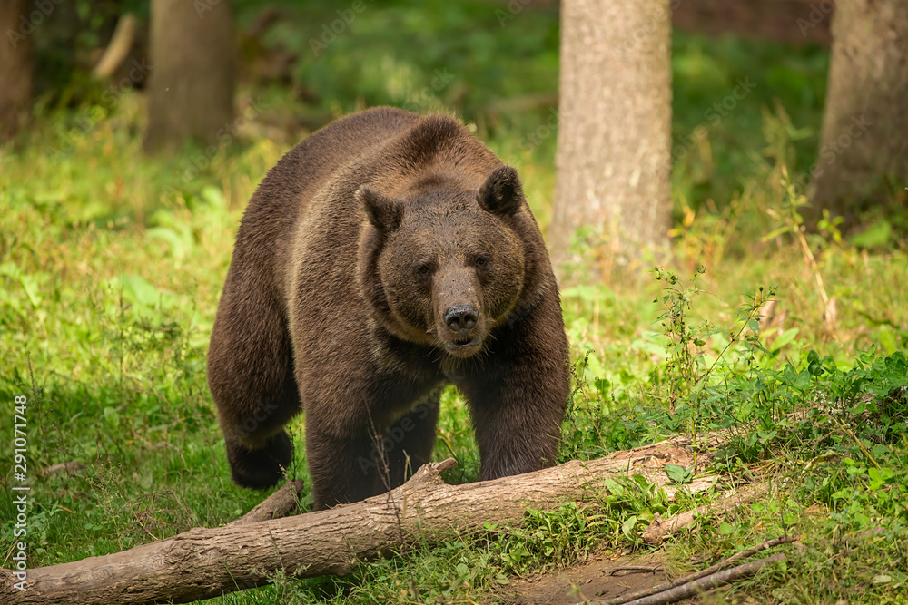 The Grizzly Bear (Ursus arctos)  is north American brown bear. Grizzly walking in natural habitat,forest and meadow at sunrise.