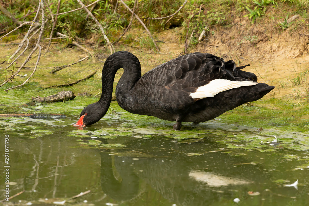 Fototapeta premium The black swan (Cygnus atratus). Species of swan from Australia.