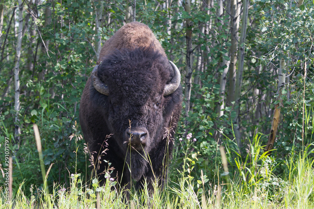 Majestic Male Bison In Elk National Park, Alberta, Canada Majestic Male Bison In Elk National Park, Alberta, Canada