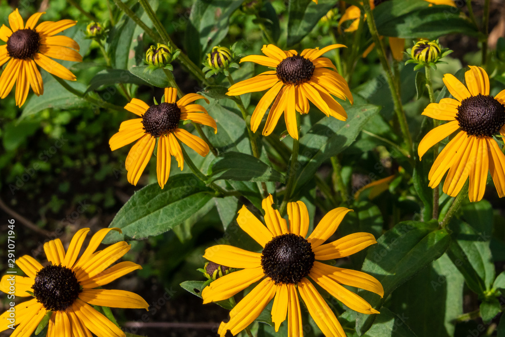 Black eyed susan flowers in garden Black eyed susan flowers in garden