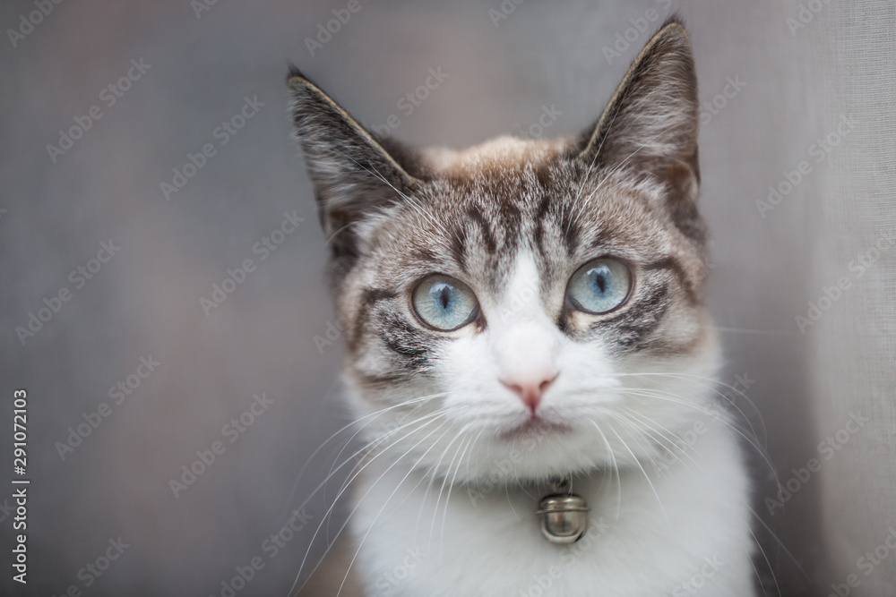 Close up portrait of a female tabby cat with light blue eyes and wearing a collar with a bell, staring at the camera