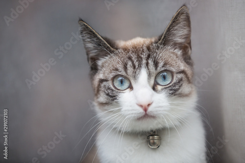 Close up portrait of a female tabby cat with light blue eyes and wearing a collar with a bell, staring at the camera © Roberto