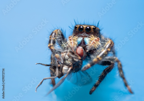 Immature Bold Jumping spider, Phidippus audax, eating a fly on blue background © pimmimemom