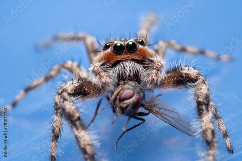 Closeup of a male Tan Jumping Spider, Platycryptus undatus, eating a fly on blue background