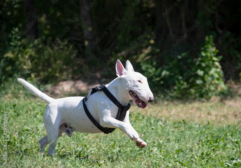 White miniature English bull terrier