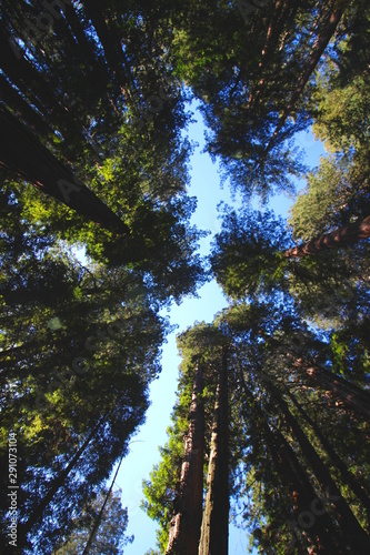 looking up through the trees in Muir Woods