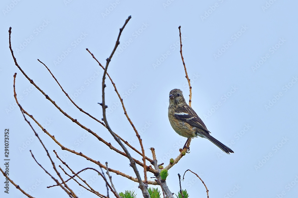 木の枝でくつろぐベニマシコメス＠北海道