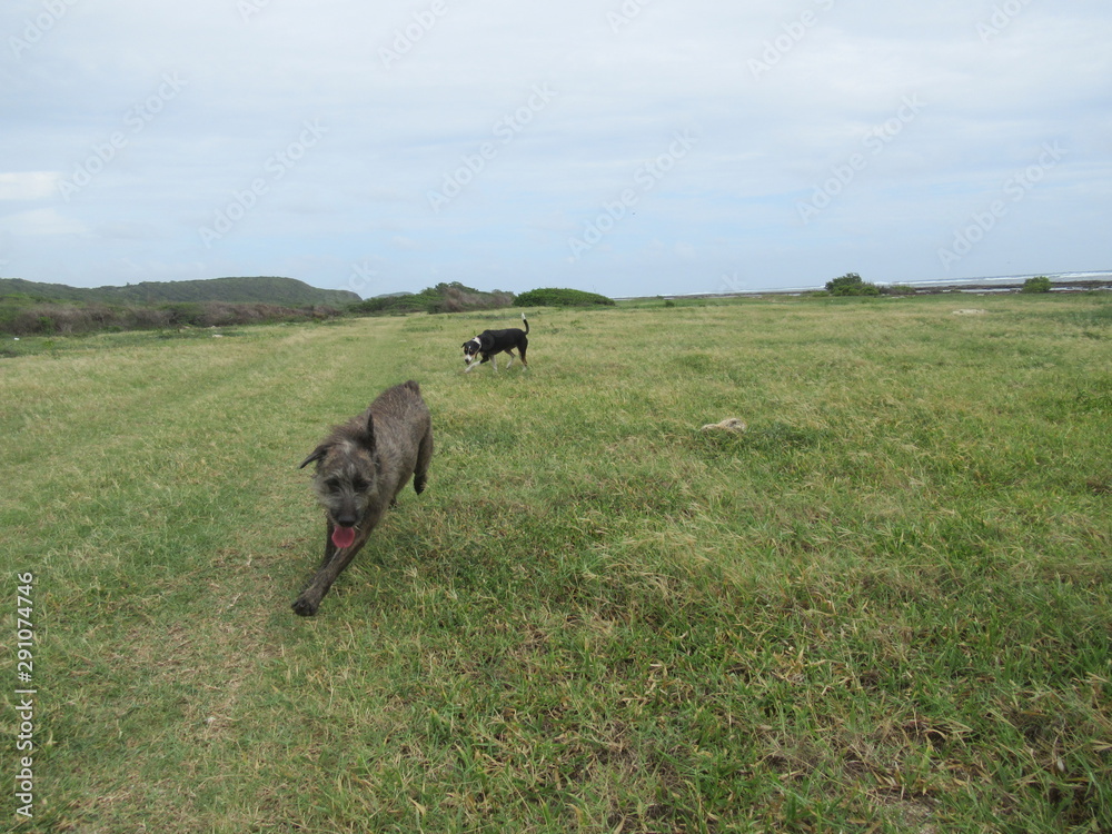 Deux chiens courent dans un champ