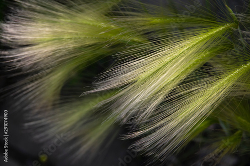 Long and thin inflorescences of grass for the background. Light green color.