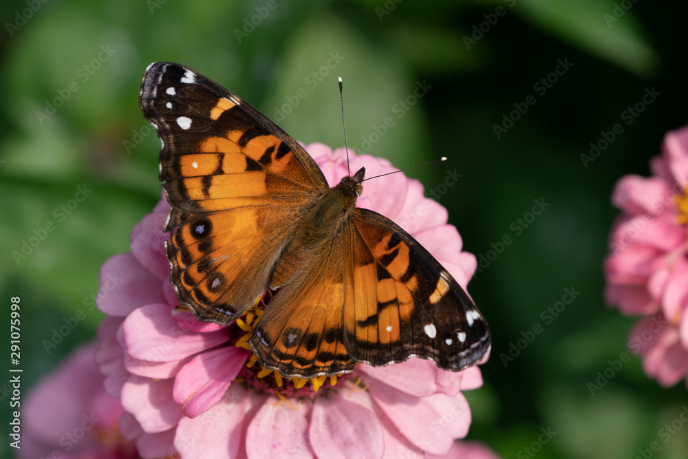 Obraz premium American Lady Butterfly