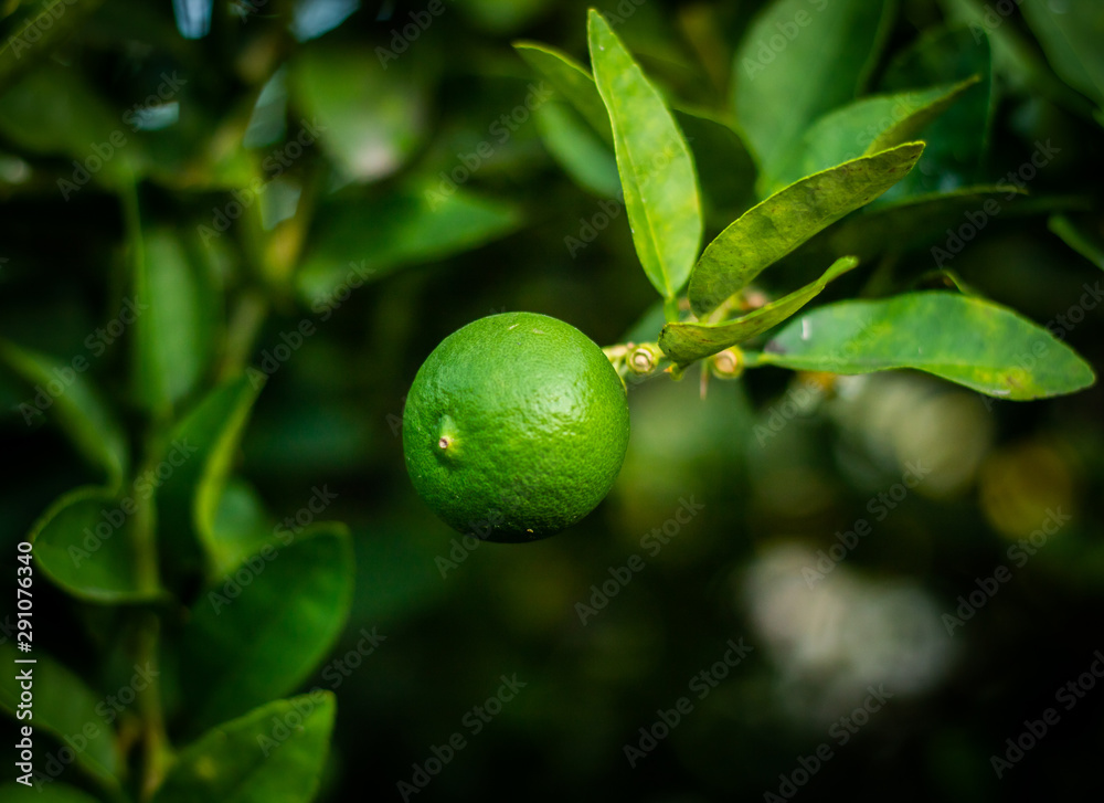 green lime tree picking lemons
