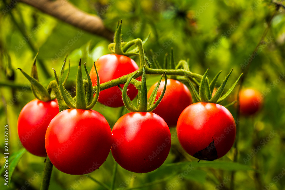  Delicious little cherry tomato