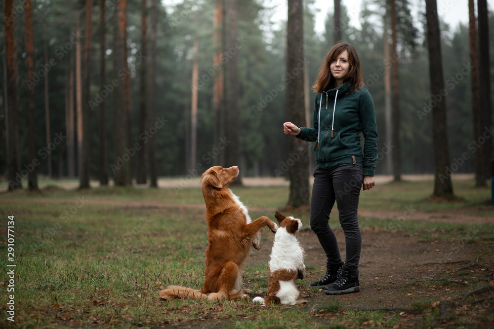 girl with a dog in the forest. Walking with a pet in nature, obedient, owner girl with a dog in the forest. Walking with a pet in nature, obedient, owner