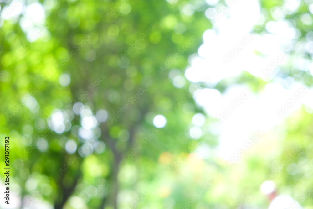 Abstract blurred green tree leaf sunshine day with bokeh Abstract blurred green tree leaf sunshine day with bokeh