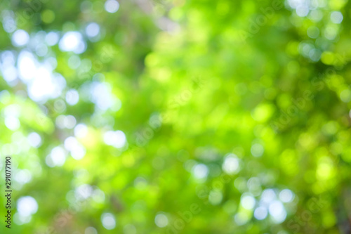 Abstract blurred green tree leaf sunshine day with bokeh