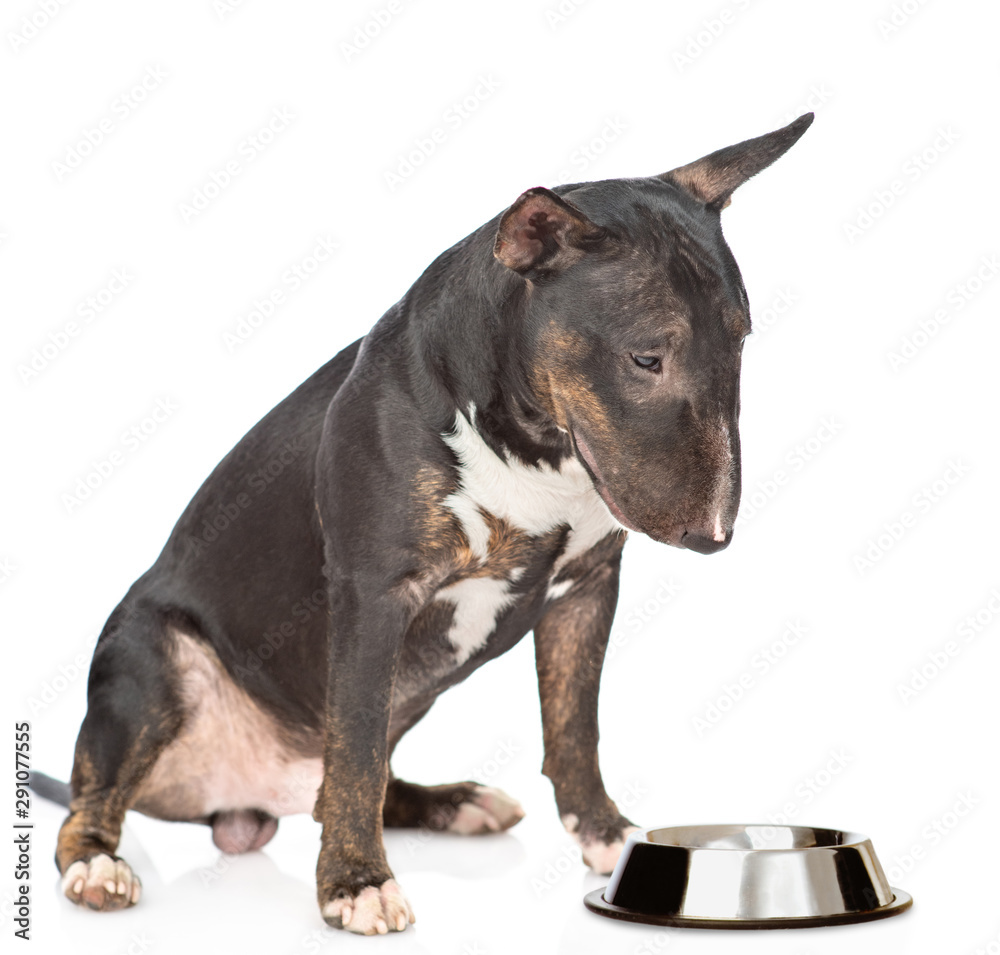 Miniature bull terrier dog sitting with empty bowl. isolated on white background