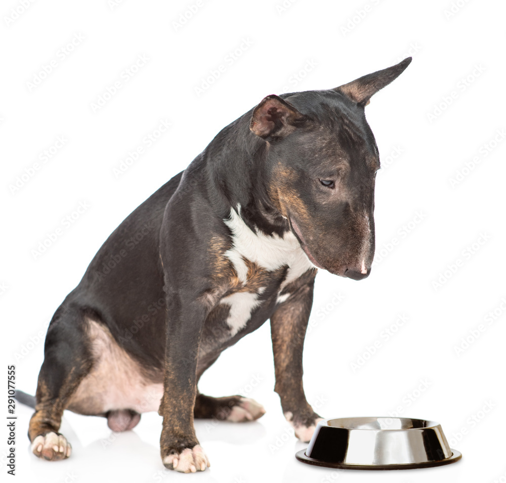 Miniature bull terrier dog sitting with empty bowl. isolated on white background Miniature bull terrier dog sitting with empty bowl. isolated on white background