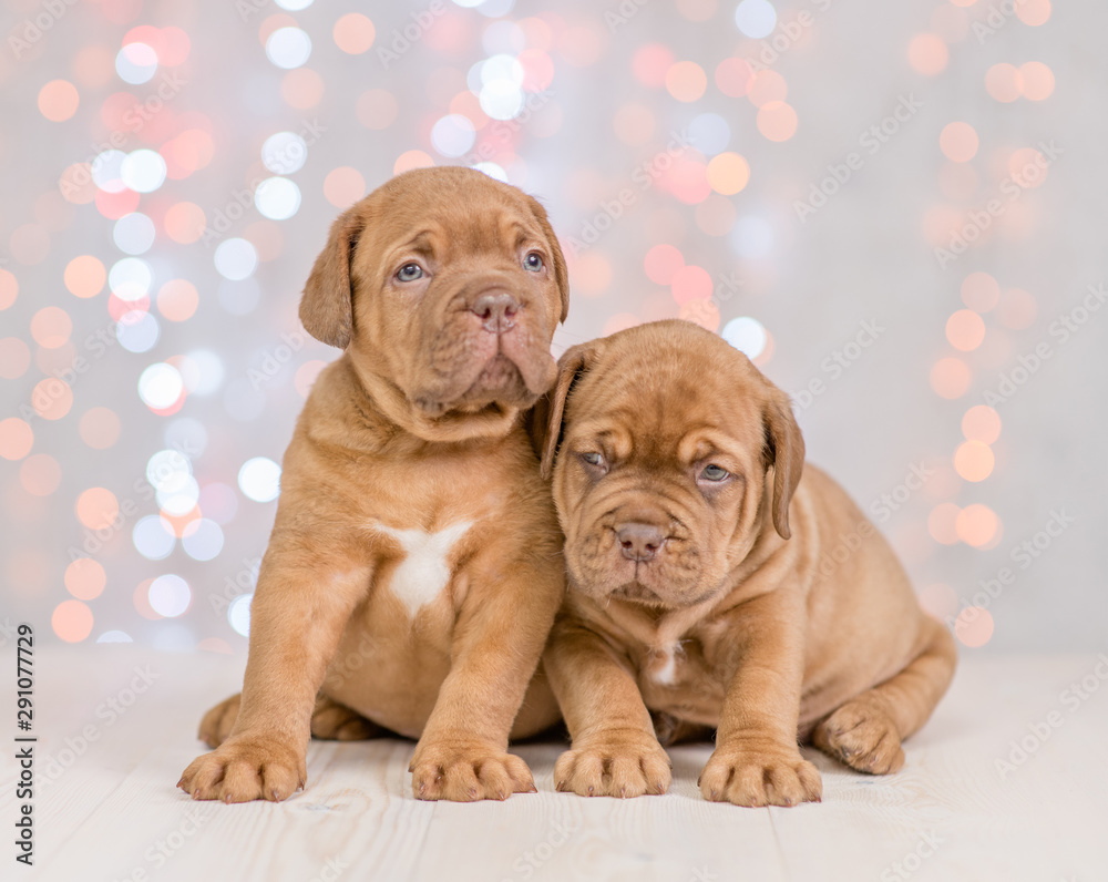 Two mastiff puppies  sitting together. Christmas holidays background