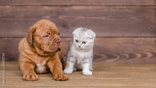 Portrait of a puppy and kitten on wooden background. Empty space for text