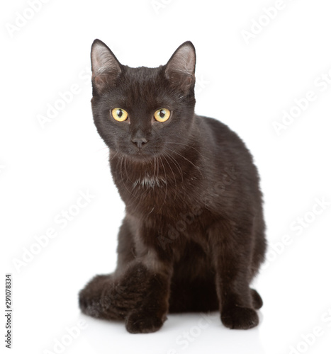 Black cat sitting in front view and looking at camera. isolated on white background © Ermolaev Alexandr