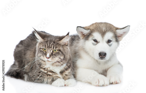 Alaskan malamute puppy  and adult maine coon cat lying together. isolated on white background