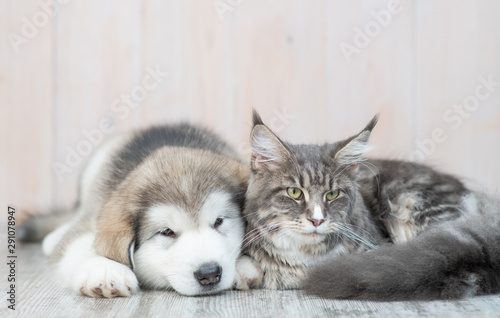 Alaskan malamute puppy and adult maine coon cat lying together on the floor at home