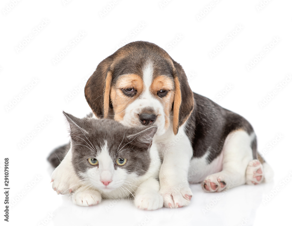 Beagle puppy embracing adult cat. isolated on white background