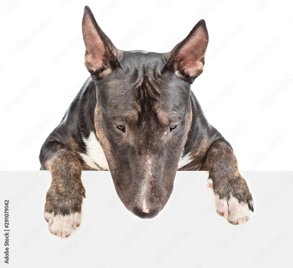 Miniature bull terrier dog above empty white banner looking down. isolated on white background