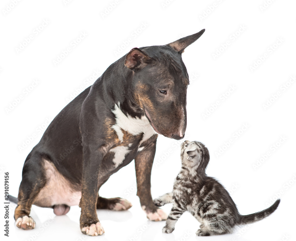 Miniature bull terrier dog and tabby kitten look at each other. isolated on white background