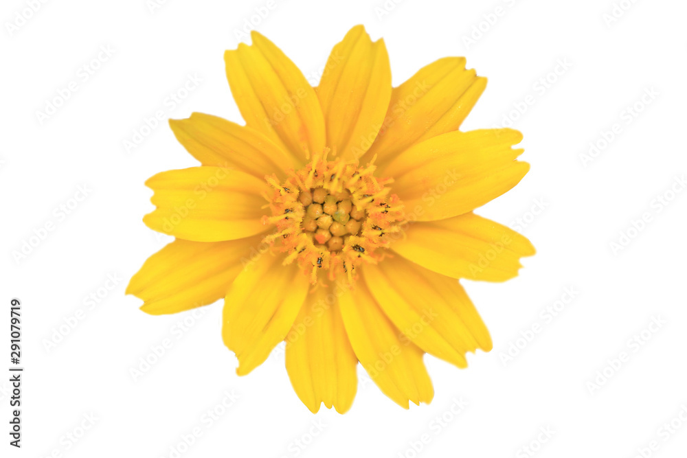 yellow flower isolated on white background yellow flower isolated on white background