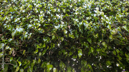 Hojas del Árbol