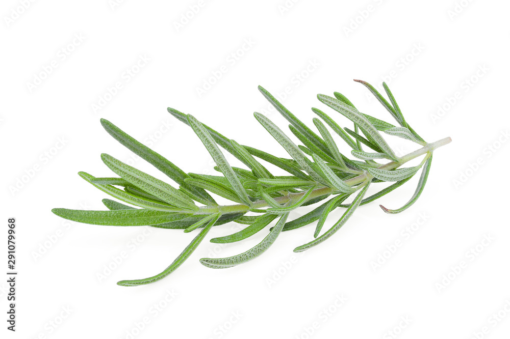 Fototapeta premium fresh rosemary isolated on white background